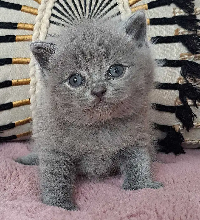 British Shorthair