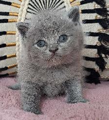 British Shorthair