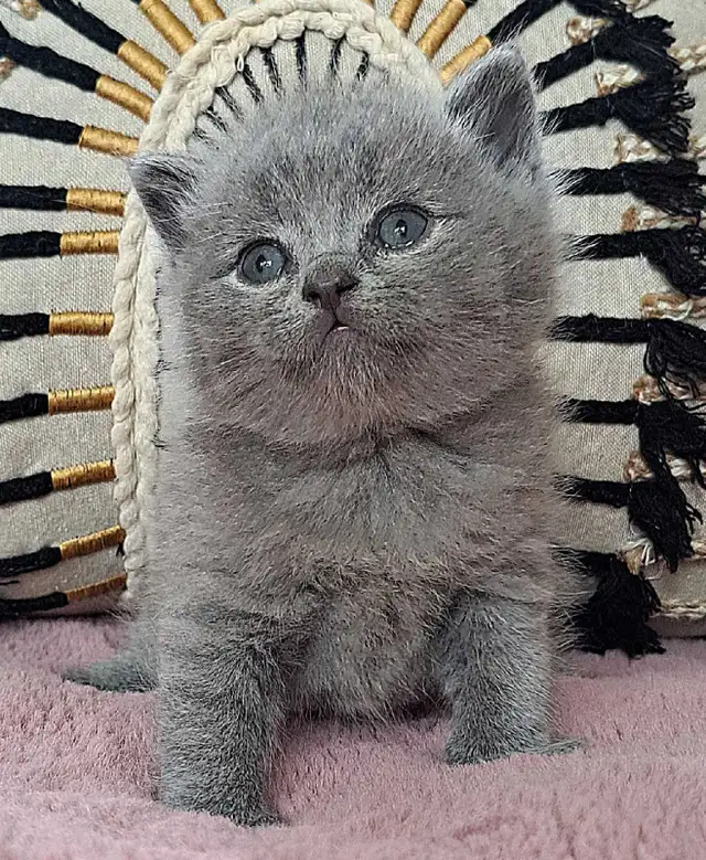 British Shorthair - Photo 2
