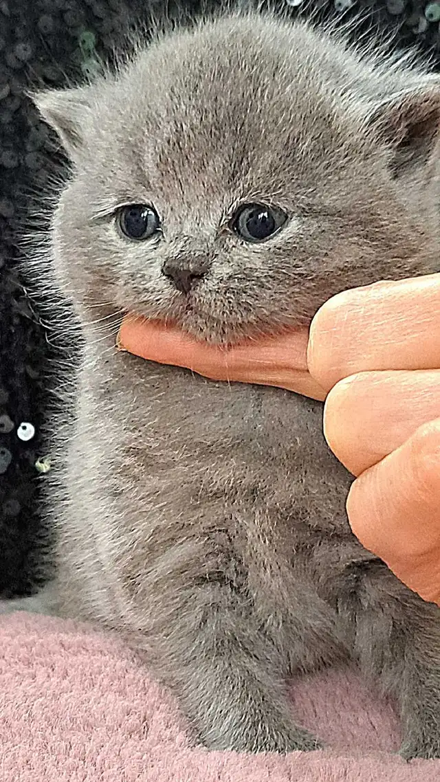 British Shorthair - Photo 3