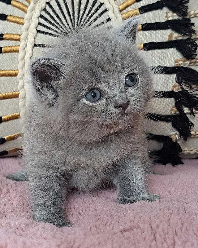 British Shorthair - Photo 5
