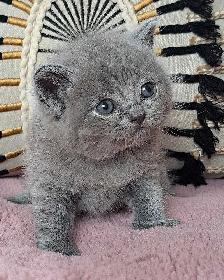 British Shorthair - Photo 5