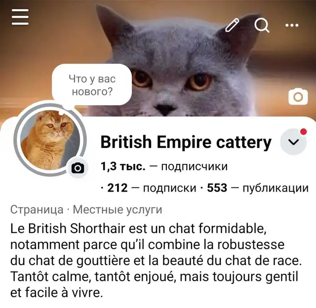 British Shorthair - Photo 6