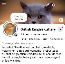 British Shorthair - Photo 6