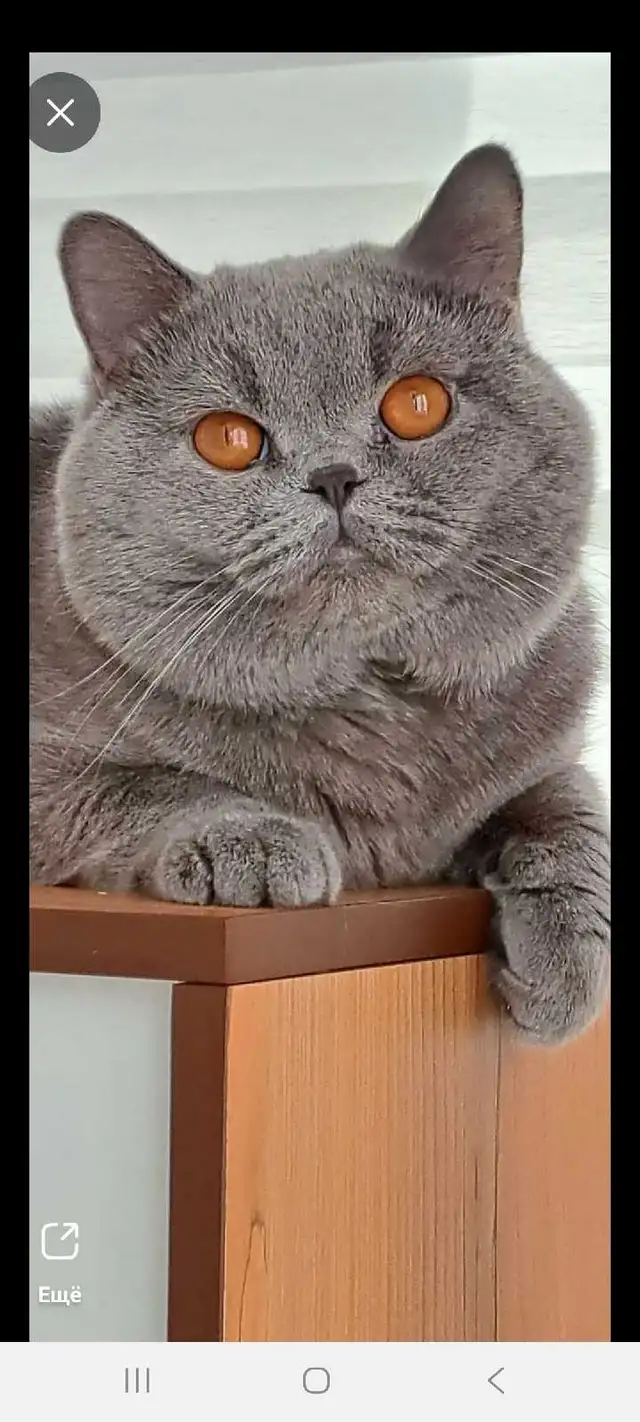British Shorthair - Photo 7