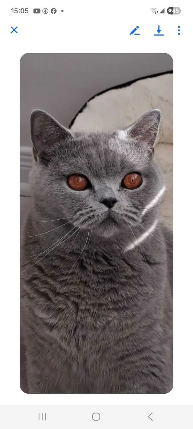 British Shorthair - Photo 8