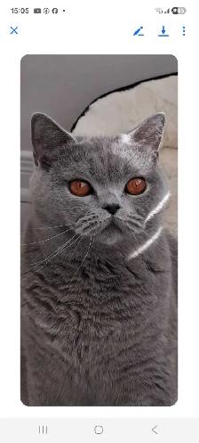 British Shorthair - Photo 8