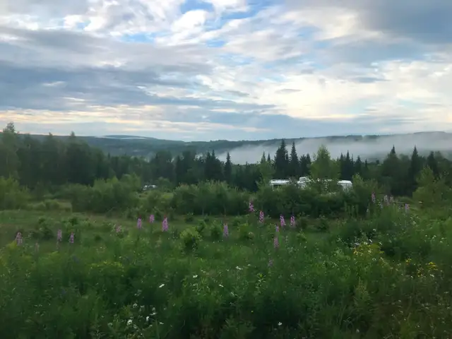 Arbres à noix, noisetiers, châtaigniers, érables, pins pignons