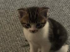 kittens for sale