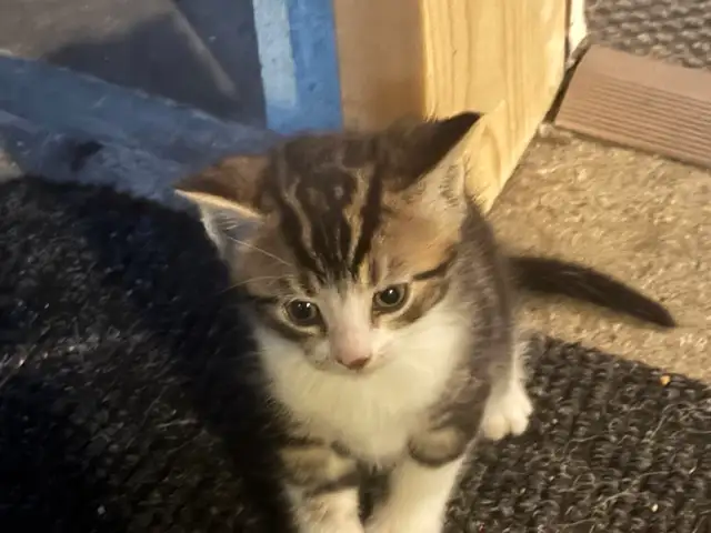 kittens for sale - Photo 2