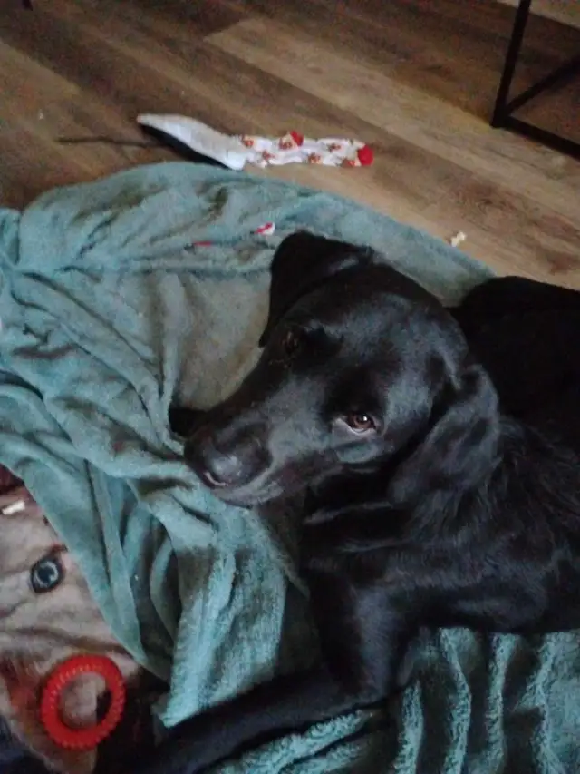 Lilliy and Jack - Photo 3