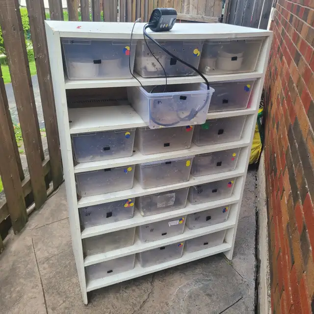 Racks! Ball python racks available. With Herpstats or without. - Photo 7