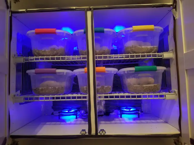 Racks! Ball python racks available. With Herpstats or without. - Photo 10