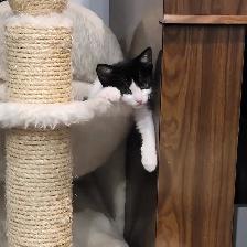 Chattons Affectueux - Photo 2