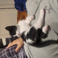Chattons Affectueux - Photo 5