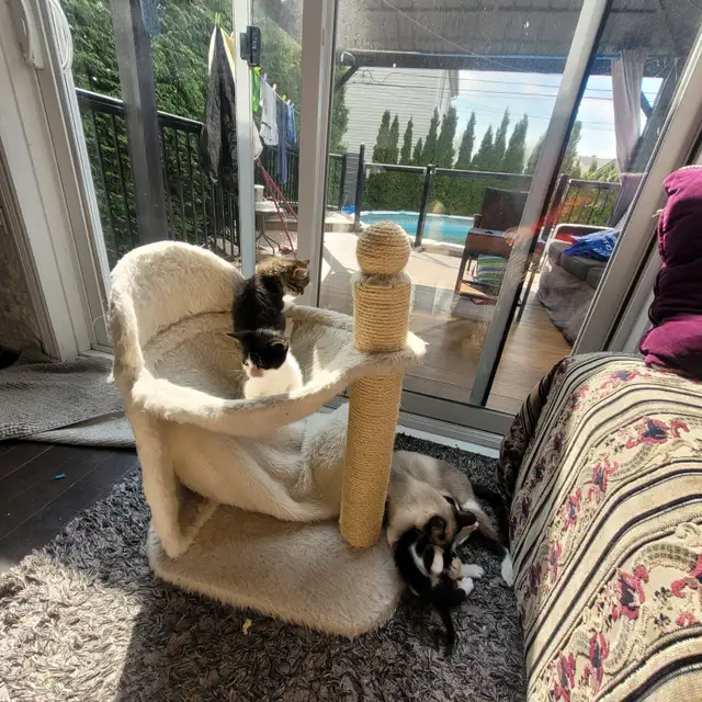 Chattons Affectueux - Photo 6