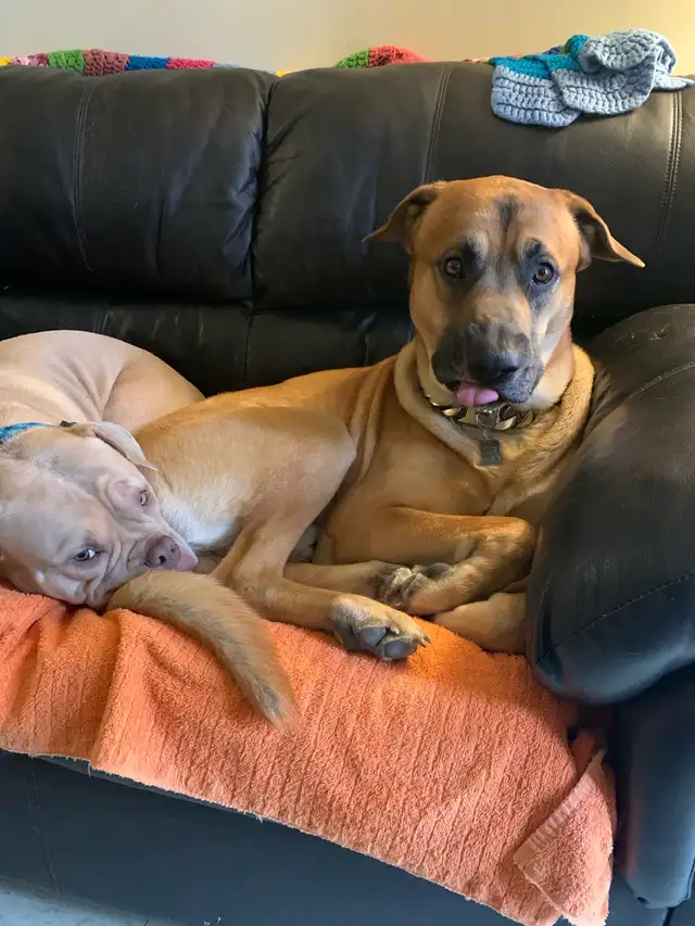 Big Sweet Boy