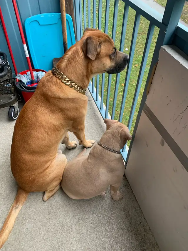 Big Sweet Boy - Photo 3