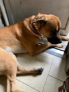 Big Sweet Boy - Photo 4