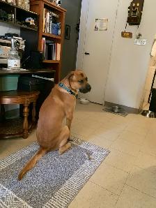 Big Sweet Boy - Photo 8