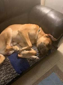 Big Sweet Boy - Photo 9