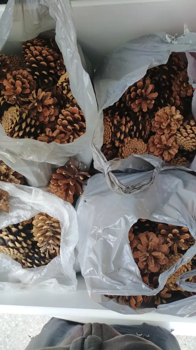 Large Lot of Pinecones - Delivery Option - Only $35!