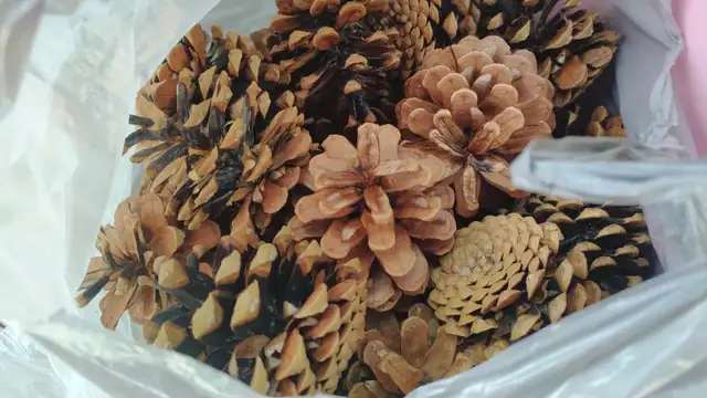 Large Lot of Pinecones - Delivery Option - Only $35! - Photo 2