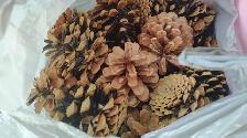 Large Lot of Pinecones - Delivery Option - Only $35! - Photo 2