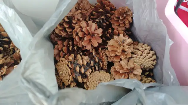 Large Lot of Pinecones - Delivery Option - Only $35! - Photo 3