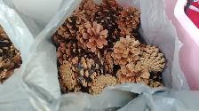 Large Lot of Pinecones - Delivery Option - Only $35! - Photo 3