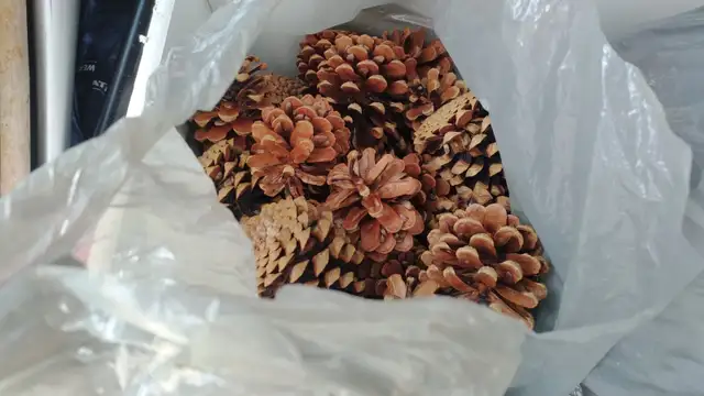 Large Lot of Pinecones - Delivery Option - Only $35! - Photo 4
