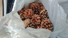 Large Lot of Pinecones - Delivery Option - Only $35! - Photo 4