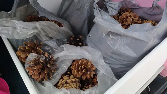 Large Lot of Pinecones - Delivery Option - Only $35! - Photo 5
