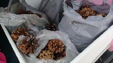 Large Lot of Pinecones - Delivery Option - Only $35! - Photo 5