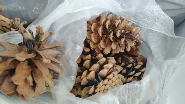 Large Lot of Pinecones - Delivery Option - Only $35! - Photo 6