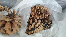 Large Lot of Pinecones - Delivery Option - Only $35! - Photo 6