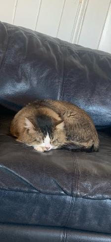Lost male cat