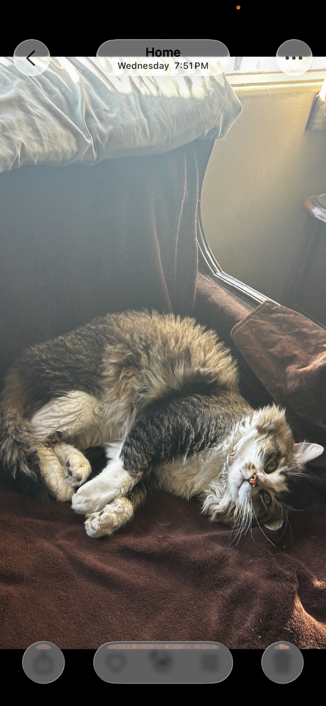 Lost male cat - Photo 2