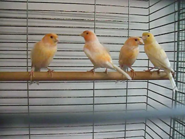 Serins canaris femelles