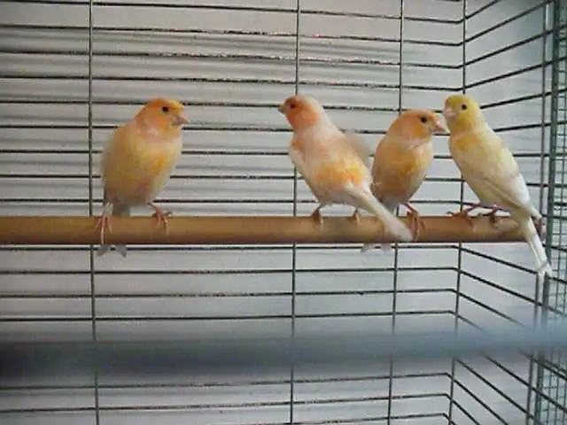 Serins canaris femelles - Photo 2