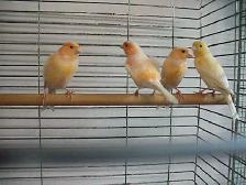 Serins canaris femelles - Photo 2