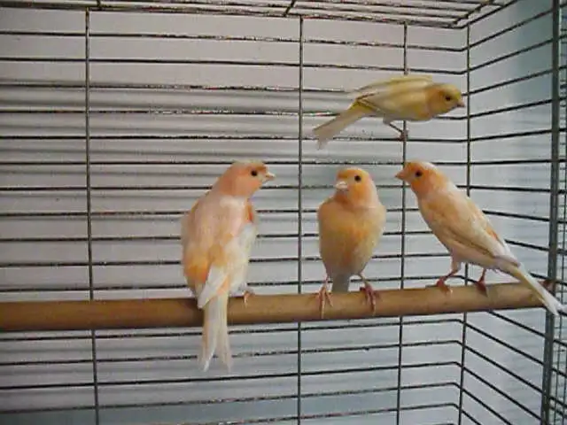 Serins canaris femelles - Photo 3