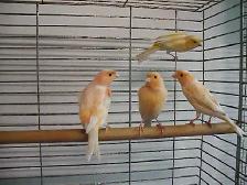 Serins canaris femelles - Photo 3