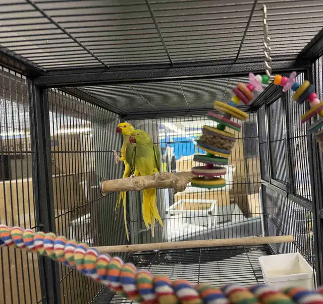(Pair) cleartail green violet/Opaline/Blue Ringneck