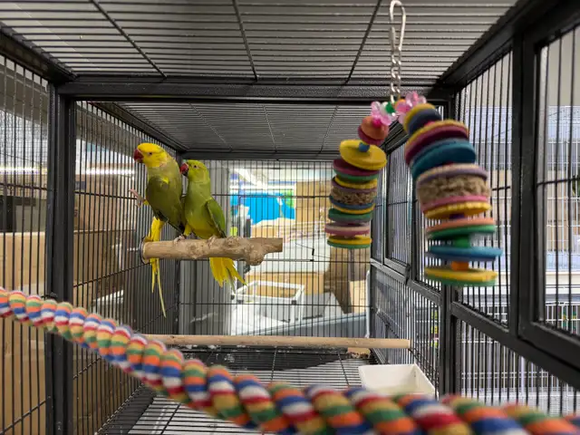(Pair) cleartail green violet/Opaline/Blue Ringneck - Photo 2