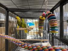 (Pair) cleartail green violet/Opaline/Blue Ringneck - Photo 2