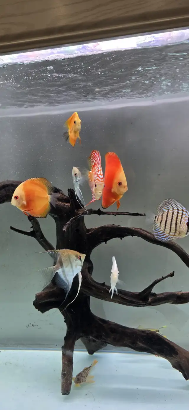 Discus Fish