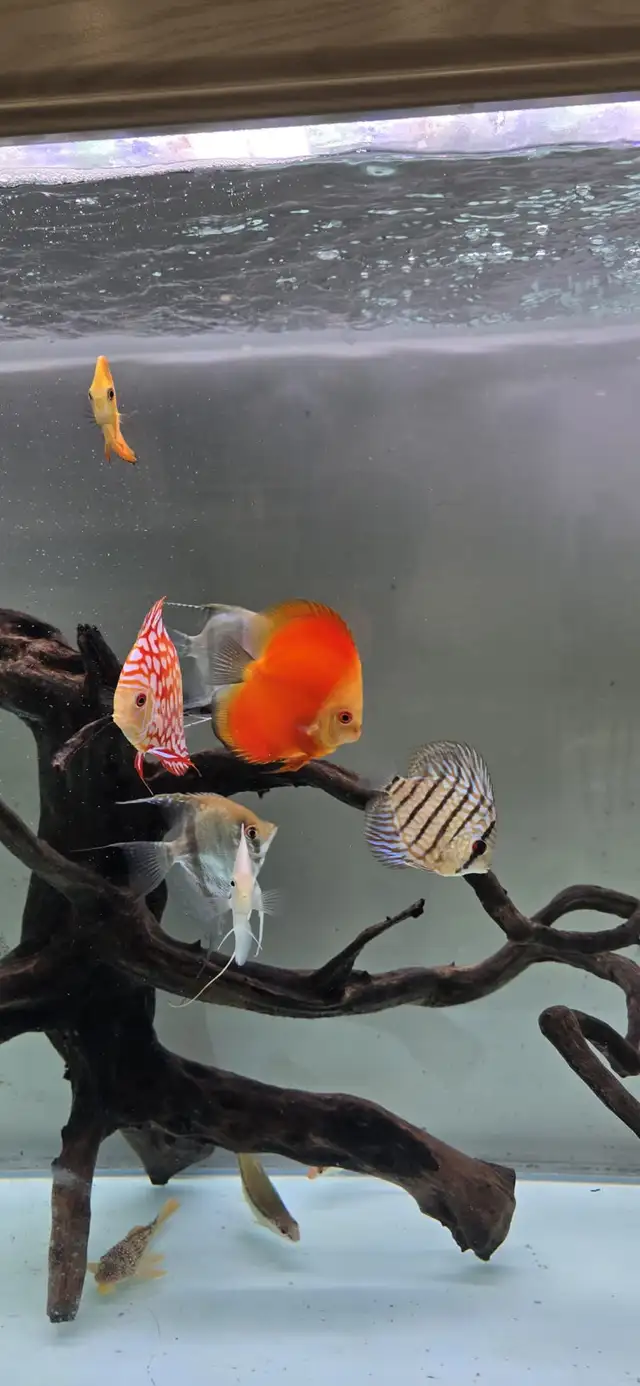 Discus Fish - Photo 2