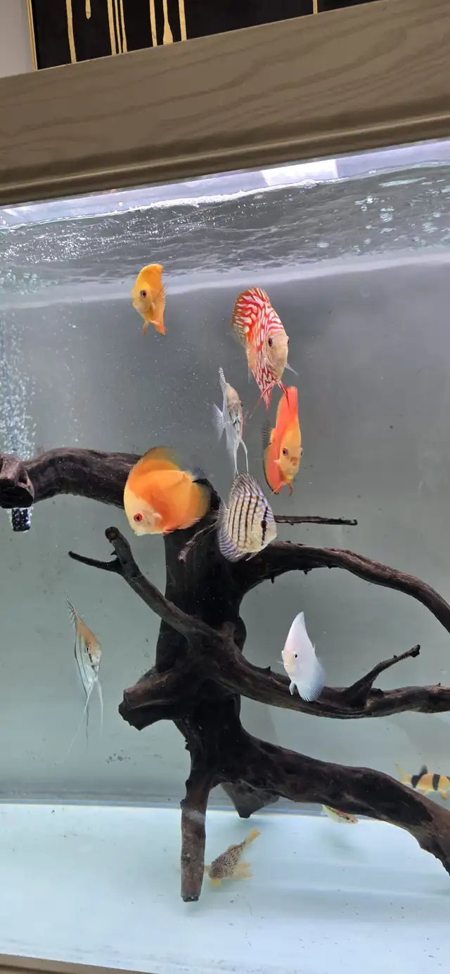 Discus Fish - Photo 3