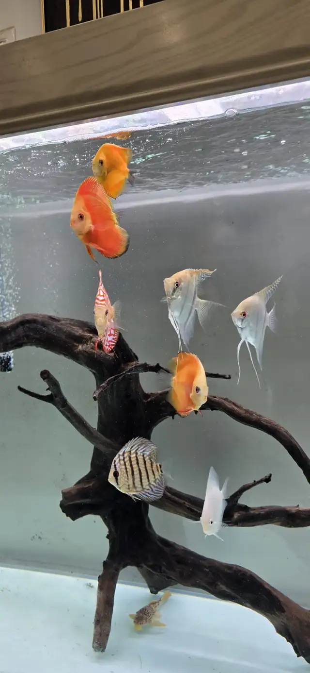 Discus Fish - Photo 4